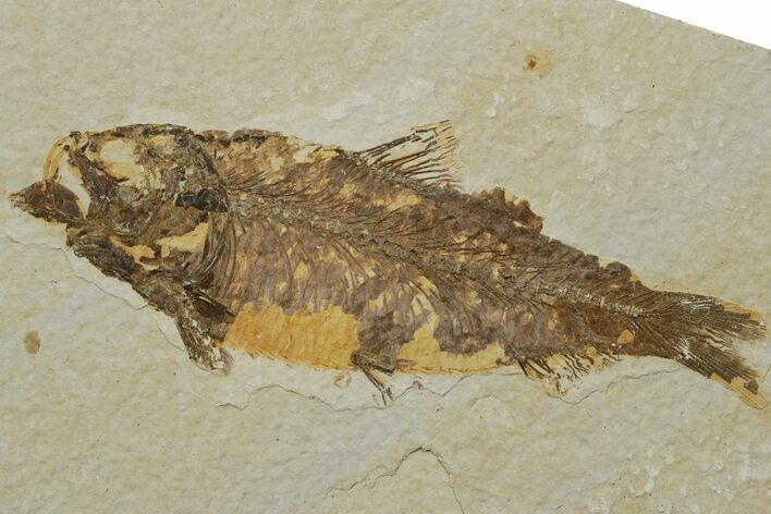 Fossil Fish (Knightia) - Green River Formation #237237